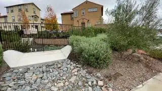 Colorful native plant landscaping toyon, sages, sycamore trees drought tolerant Southern California