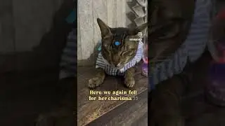 Cat-princess in blue 🐾🩵🤌🏻#shortsfeed #shortsvideo #shortfeed #cat #cats #meow #catdress