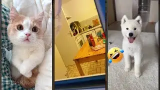 Cat Funny Videos 🐈&zwj;⬛ Try not To laugh 😾 #FunnyCats Ep 3520