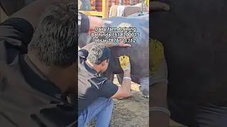DAIRY FARM TRAINING | ARTIFICIAL INSEMINATION COURSE | AI TECHNICIAN