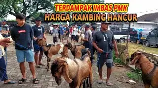 HARGA KAMBING HANCUR TERDAMPAK IMBAS PMK🔥 Pasar Kambing Sumoroto Ponorogo