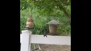 Backyard birds in SoCal