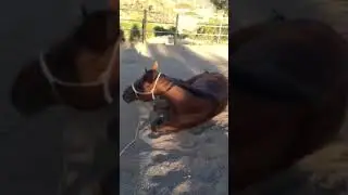 Horse roll
