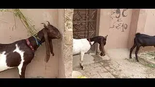 Lal khan Goats Lalukhet 🐐 mandi ❤️