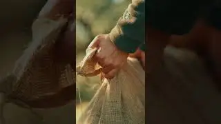 Le Maniot - Part 1 - Harvesting in Mani, Greece