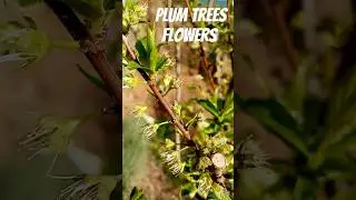 plum flowers coming up in the plum trees #plum #tree #gardening