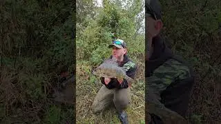 Big perch 🎣 #perch #fishing #lurefishinguk #fishingtechniques #gunki #perchfishinguk #bigperch