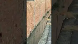 Crazy Jumping Cat