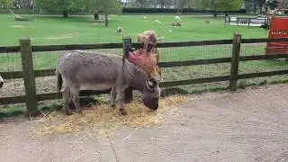 GOAT STEALING DONKEYS FOOD!!! (MUST WATCH!)