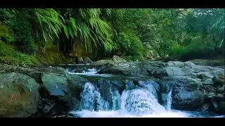 Majestic Jungle River Flowing Through Verdant Wilderness Relaxing Water Sounds for Sleep Meditation