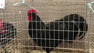 Australorps in Leipzig Pure-bred Poultry Exhibition 2017