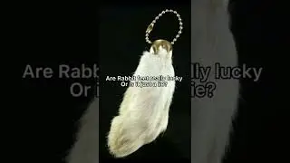 Is a Rabbit&rsquo;s foot actually lucky? #shorts