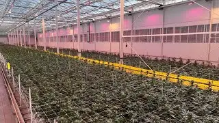 Cann Group July Shareholder Update Webinar video