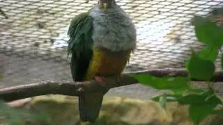 Ptilinopus pulchellus in Weltvogelpark Walsrode