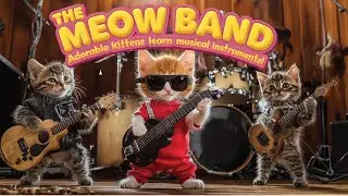 The Meow Band | Adorable Kittens Learn Musical Instruments! 🎸🎹🎷