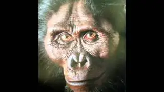 The hominid phylogeny.avi Fall 2011