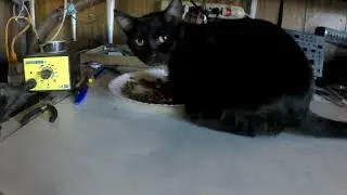 My Cat&rsquo;s Idea of a Lunch Break