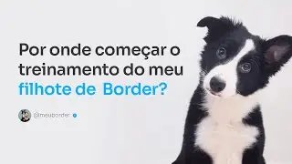 Por onde começar o treinamento do meu filhote de Border Collie