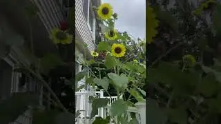10 Foot Tall Branching Sunflower!!