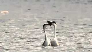 Western Grebe Weed Dance