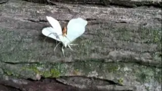 The Harvestman and the Moth