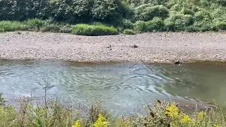 Chartiers Creek - No luck early morning Carp fishing.  Caught a small hybrid bass