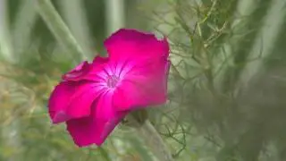 Jardin de Normandie : Jardins du Pays d'Auge