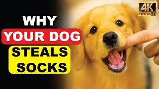 Why Your Dog Steals Socks, Towels, and Clothes (It&rsquo;s Not Mischief)
