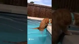 Skittles Goes for a Swim #caturday #cat #catvideos #animals #swimming #life #ai #funny #trending