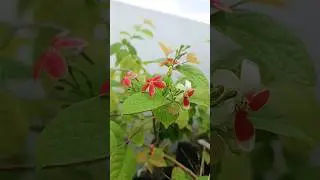 Madhumalti plant cutting || Rangoon creeper #shorts #youtubeshorts