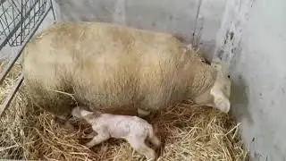 CPT Lambing 2019