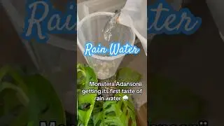#rainwater #rain #diymosspole #monstera #monsteraadansonii #houseplants #plants
