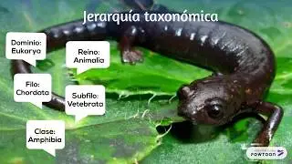 Bolitoglossa adspersa