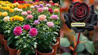 Wholesale and retail Rose nursery | Rose Plant | Online Sale | How to grow rose plant