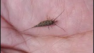 03 - Jumping Bristletails, [Machilidae] Fam sp.Arch&eacute;ognathes.Possibly (Trigoniophthalmus alternatus)