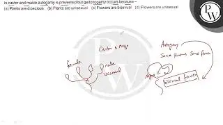 In castor and maize autogamy is prevented but geitonogamy occurs because- (a) Plants are dioecio...