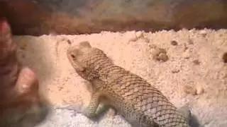 mathmatical garden lizard goes canibal on backyard gecko