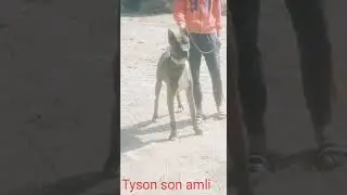 Bully kutta #dogs #pets #aggressive #dangerous #pitbull #build #muscular #world #stance #worldwide
