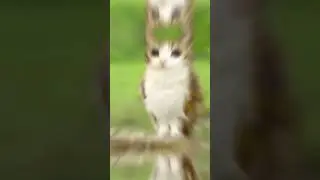 uh yea #meowl #meme #cat #owl