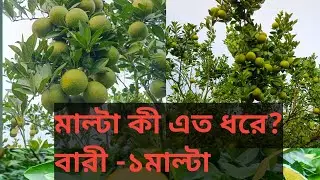 মাল্টা কীএত ধরে?#video #viral #fruit #farming #garden #malta 