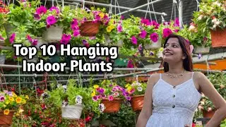 Gardening Ideas for Home | Unique Ideas for Hanging Plants | Low Maintenance & Beautiful Greens!