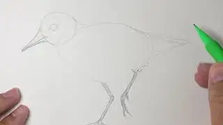 Draw a Sandpiper