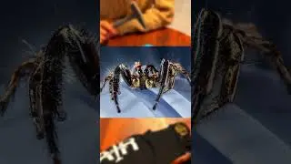 🚨 ИГРУШКА, ОДУРАЧЕННАЯ ДЬЯВОЛОМ! 🤯 Кукла двигается, когда ты спишь! 😱 | #fyp #проклятый #ужасы