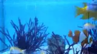 Spanish Hog Fish (Bodianus rufus)