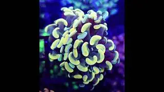 #euphyllia #korallen #reeftank #reefkeeper #aquarium #meerwasseraquaristik #coral