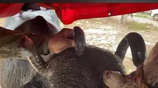 Long horng cutting look Beuty full buffalo #trimmer #trimning #horng#reshaping#citting