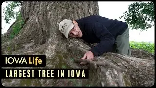 Exploring Iowa&rsquo;s Big Trees Through the Work of Mark Rouw | Iowa Life
