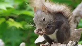 The Squirrel: Origin, Evolution, Biology, and Cultural Significance#animals #wildlife #nature #life