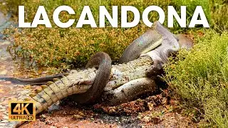 Animales Salvajes | LACANDONA - Secretos de Vida y Muerte en la Selva Maya | NATUREZA VIDA