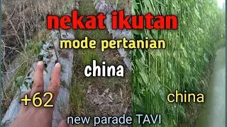 KACANG PANJANG METODE PERTANIAN CHINA!!!